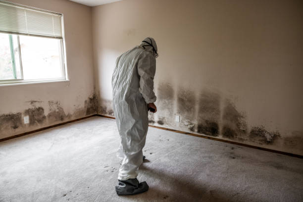 Trusted Waterloo, NE Mold Removal Experts
