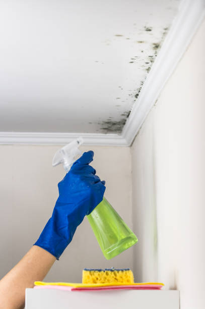 Best Affordable Mold Removal  in Waterloo, NE