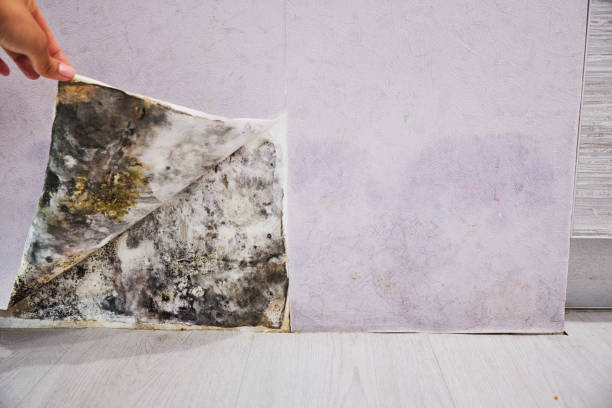 Best Residential Mold Removal  in Waterloo, NE